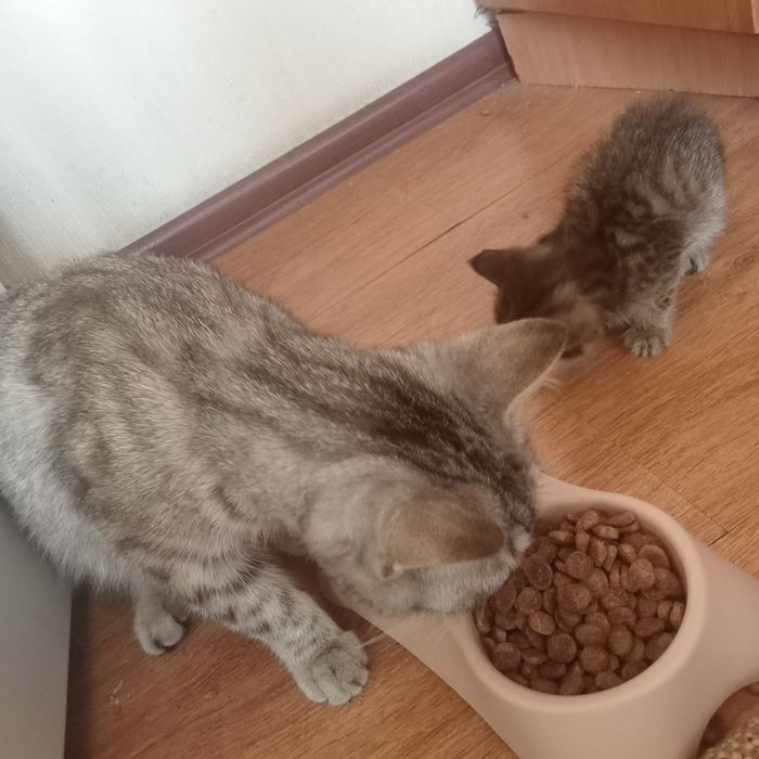 Мысық марғауымен