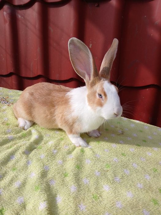 Iepure Hycole Francez