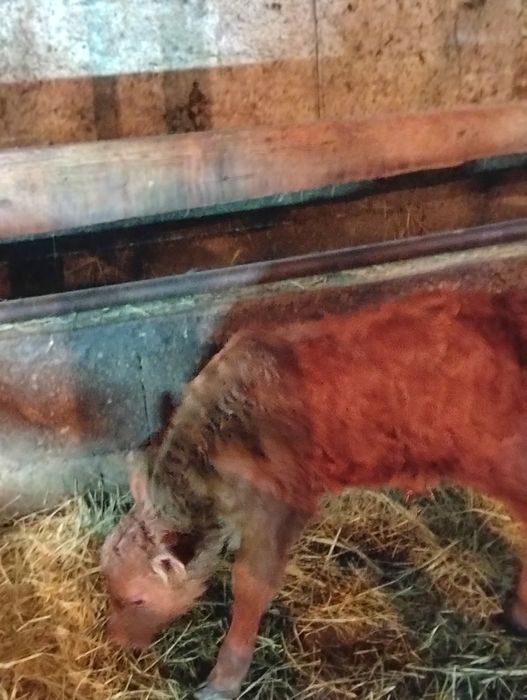 Сельхозживотное карова