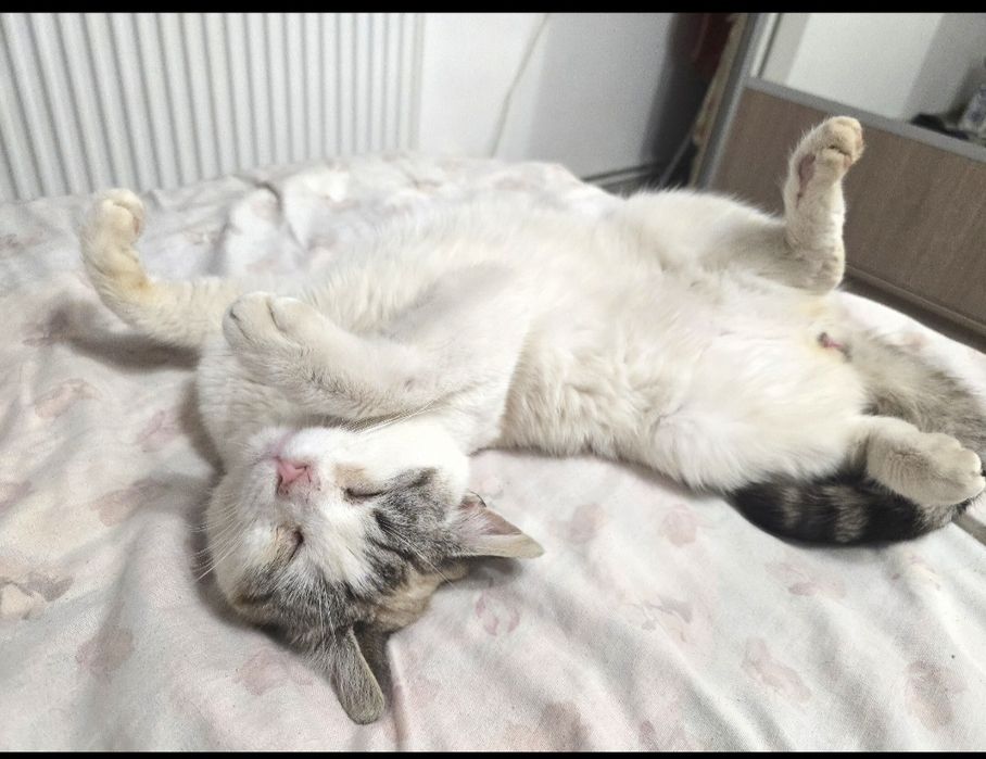 Motan spre adopție