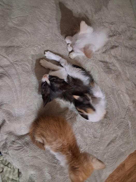 Отдам котят (Бесплтно)