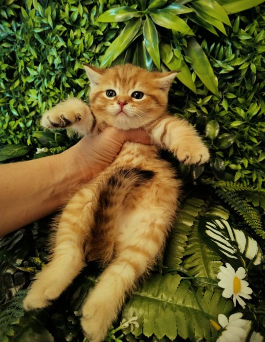 Алматы Котята Драгоценного Окраса