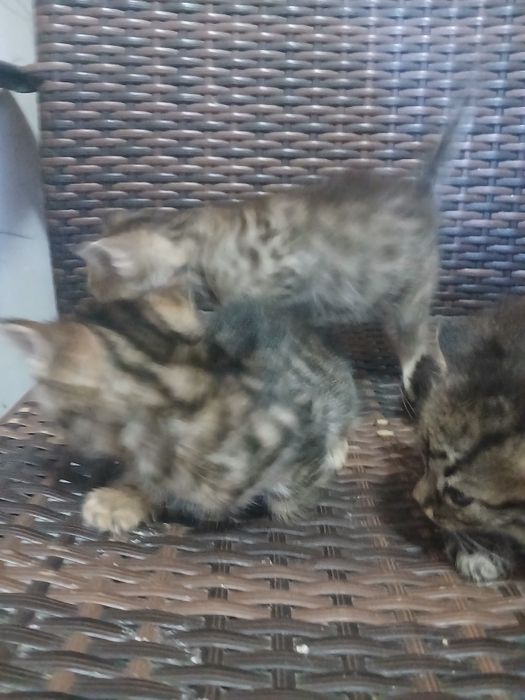 Pisici pt adoptie