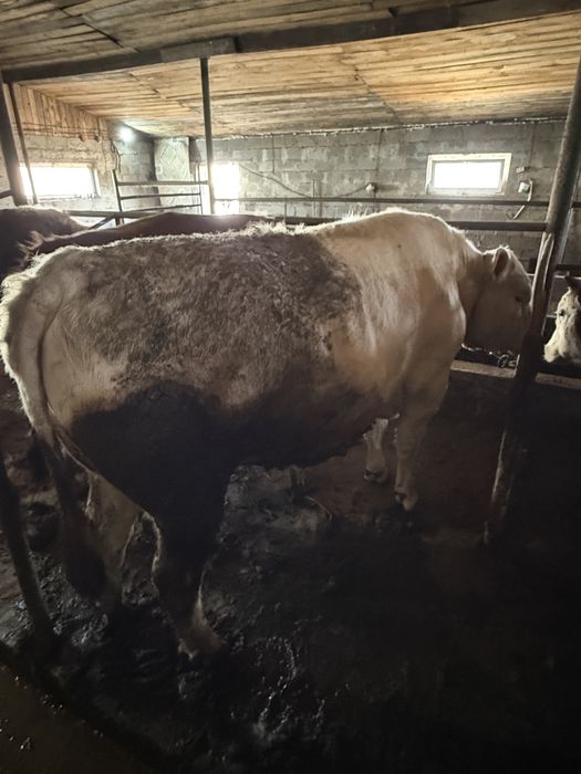 Продам 15 быков с откорма