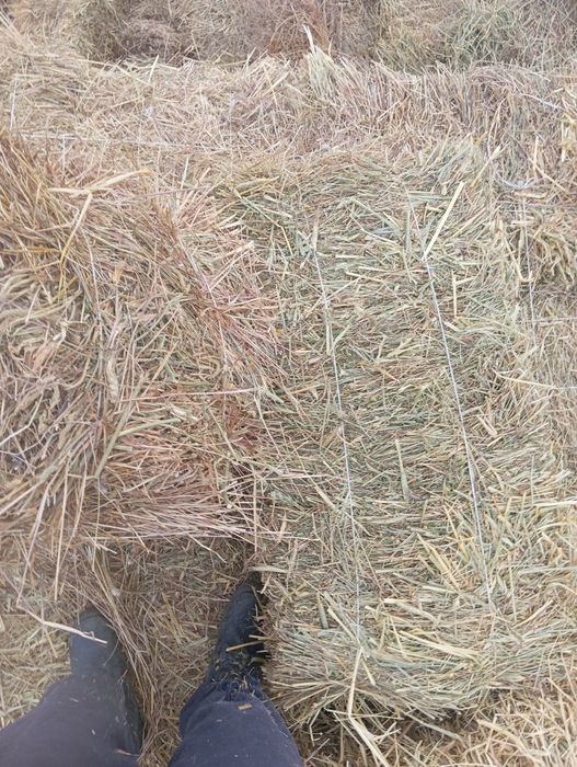 Шөп сено.        .