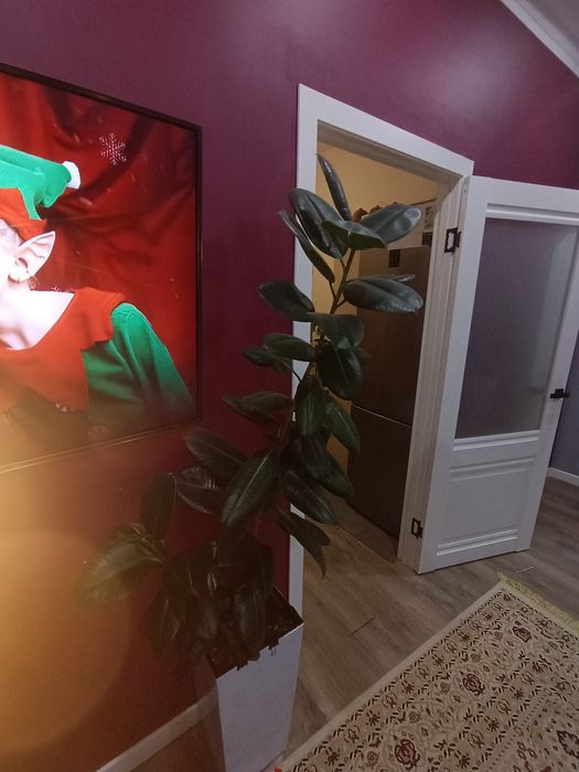 Фикус почти 2 метра