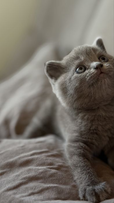 Отдам котенка 2 месяца