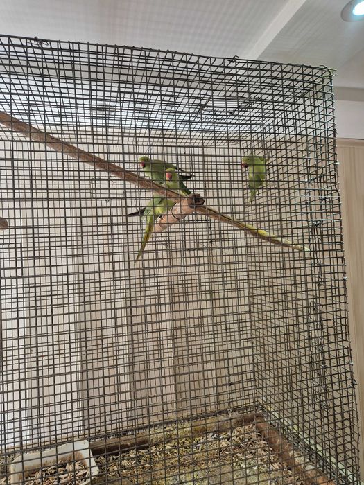 Ожереловый попугаи