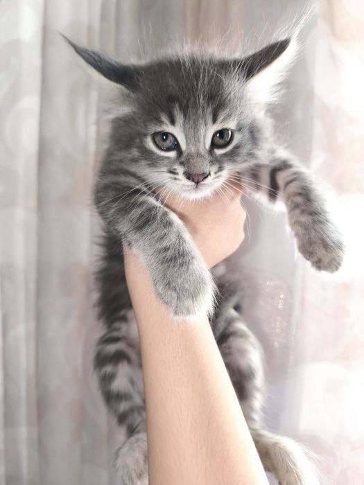 Котёнок мальчик 2 месяца