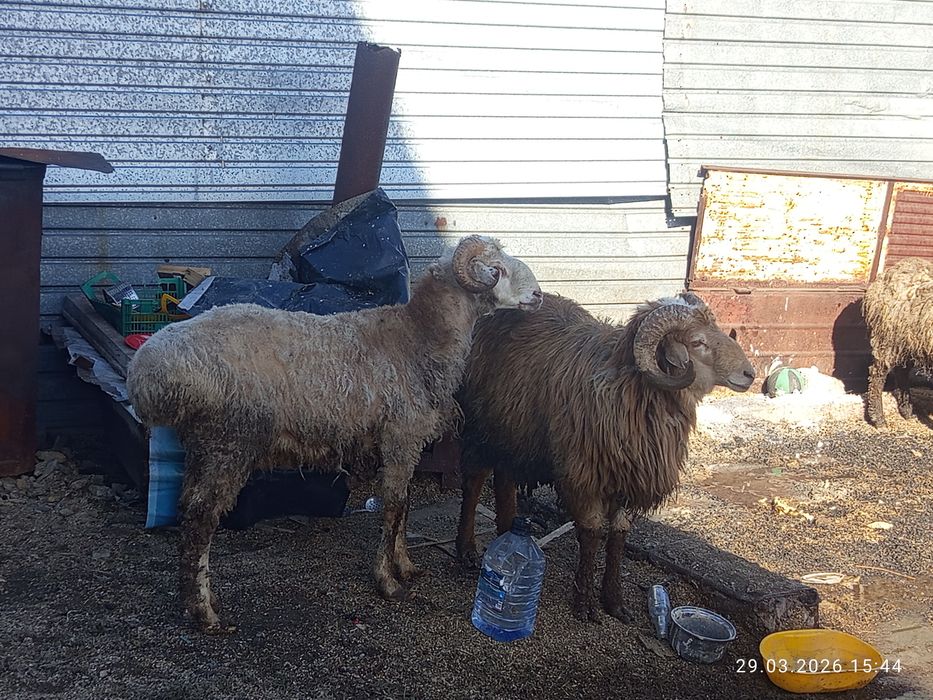 Семіз екі қошқар