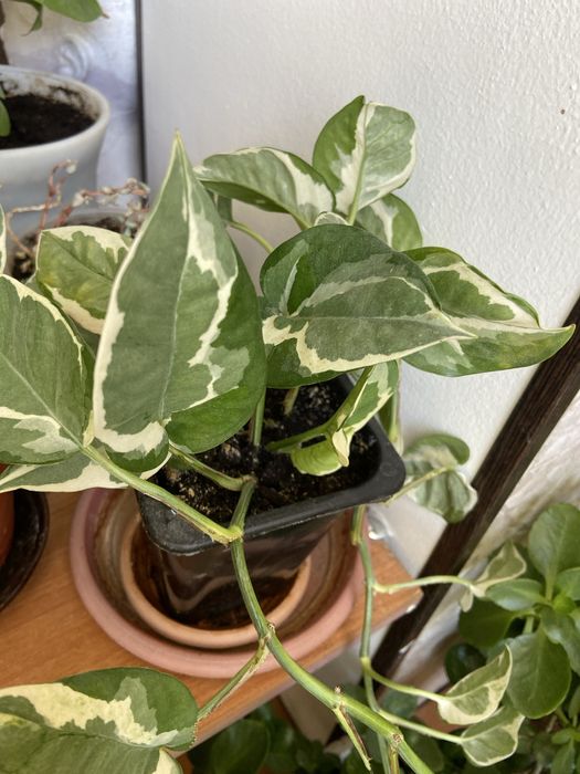 Продам вьющиеся растения(сциндапсус пятнистый)