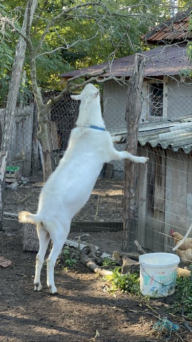 Disponibil tapisor saanen