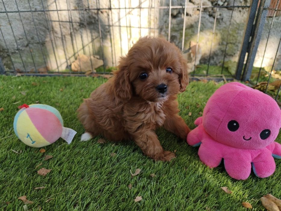 Vand baietel Cavapoo f1 rosu mini