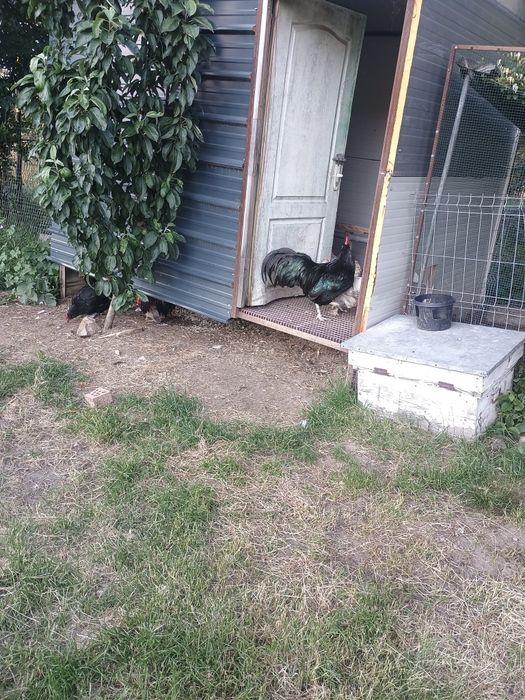 Australorp caută alta casa