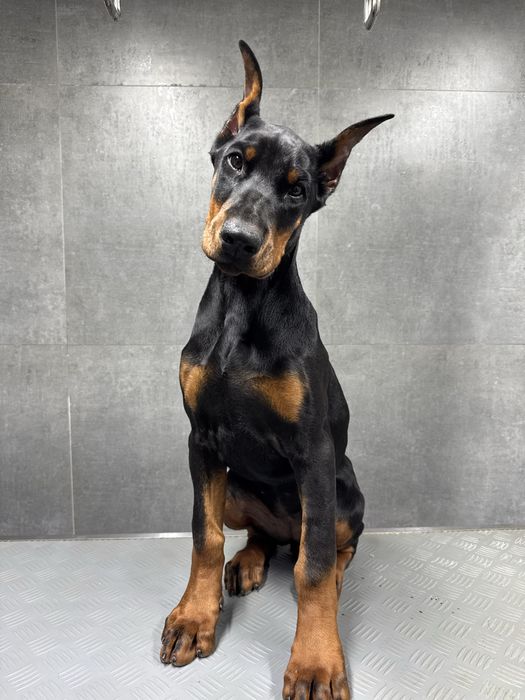 Шикарный щенок доберман!!!Скк Фци!!!