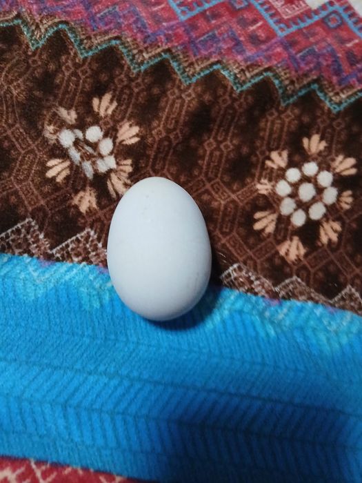 Lakadenza tovuqlari sotiladi 3 ta makiyon xammasi tuxumda