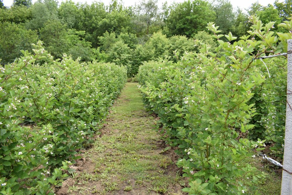 Grădină 3.000 mp în Fizeșul Gherlii, lângă pădure, cu plantație de mur