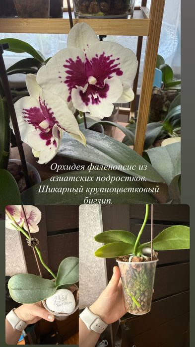 Орхидея фаленопсис сортовые
