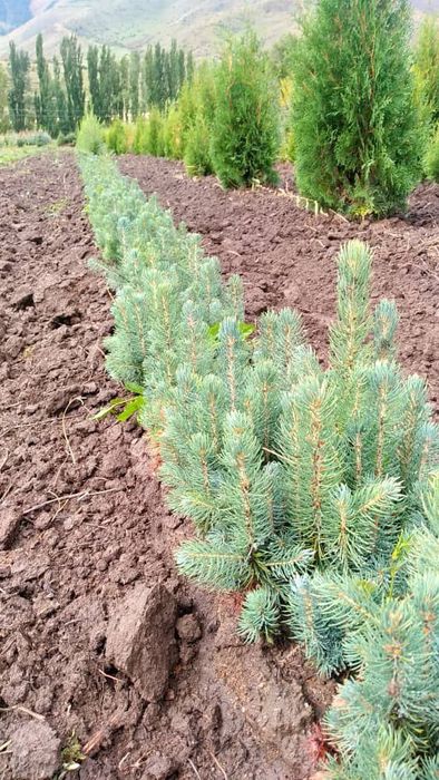 Голубая Ель сенсалари сотилади Селбериский нави Мовий оқ арча 3 йиллик