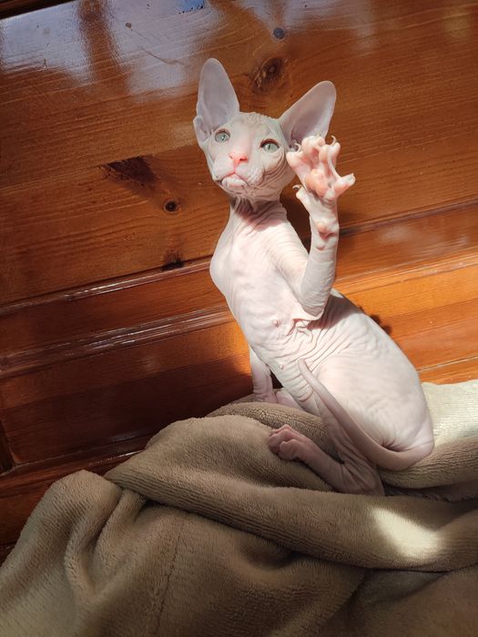 Сфинкс Питерболд