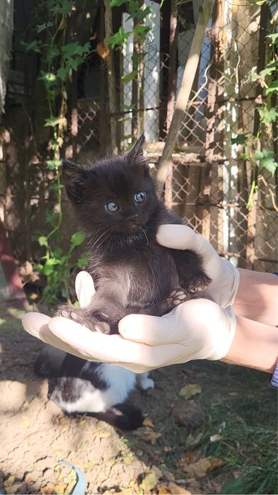 Котенок в добрые руки