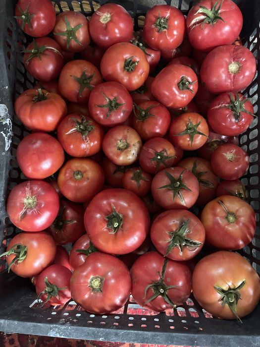 Арбуз, помидор, огурцы продажа