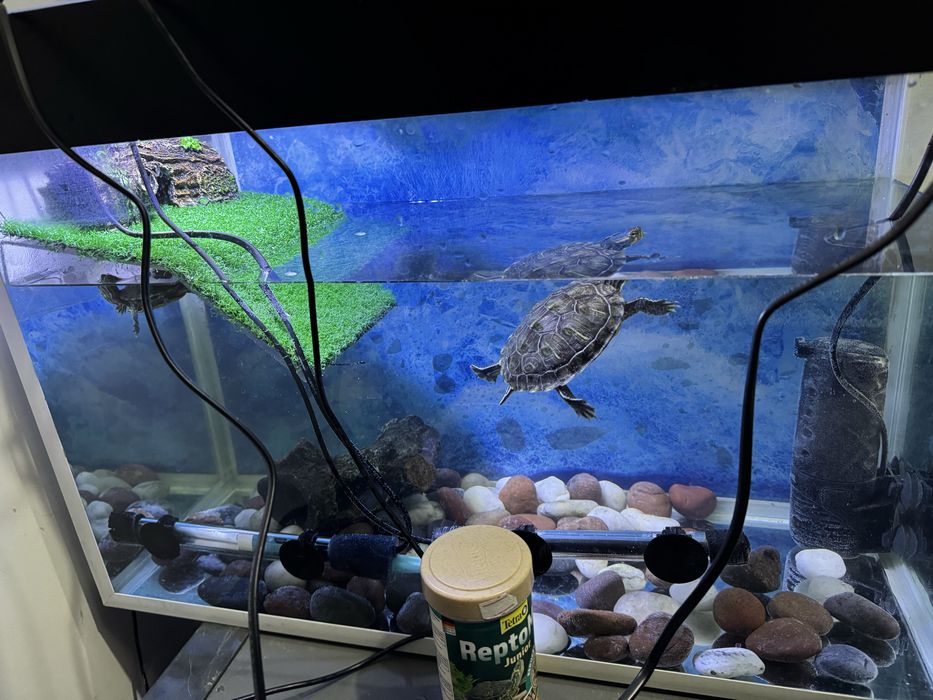 Красноухие черепахи + аквариум