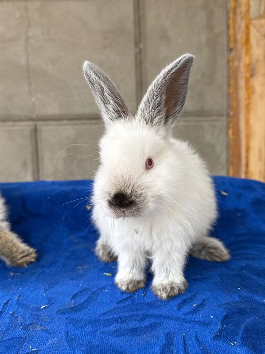 Quyon bolasi,Kaliforniy Quyonlari Savdosi Namangan! Quyon bolasi