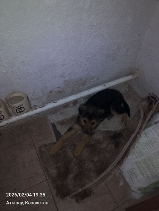 Отдам щенка овчарки помесь девочка 2-3 месяца