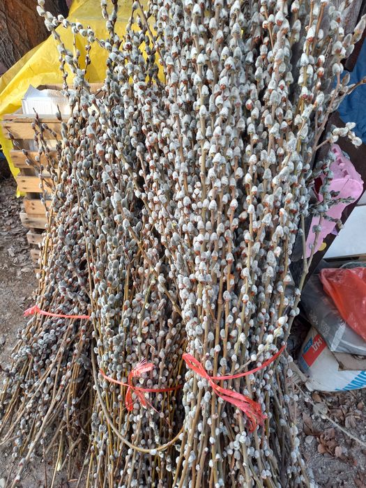 Верба свежая срез 2026г