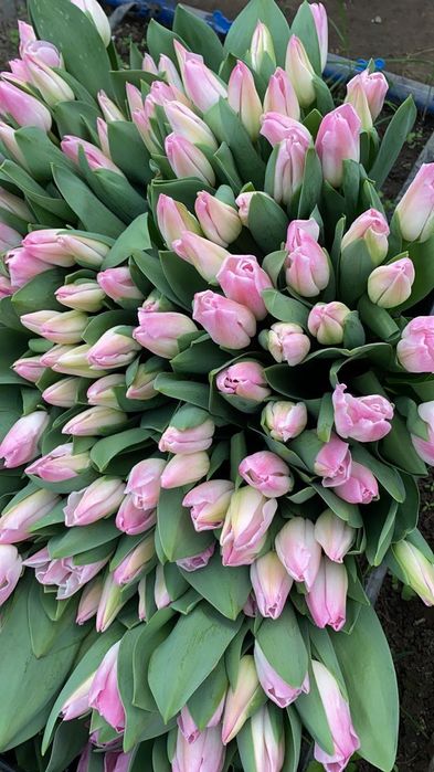 Тюльпаны к 8 марта