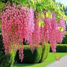 Wisteria (Glicina Galbena)