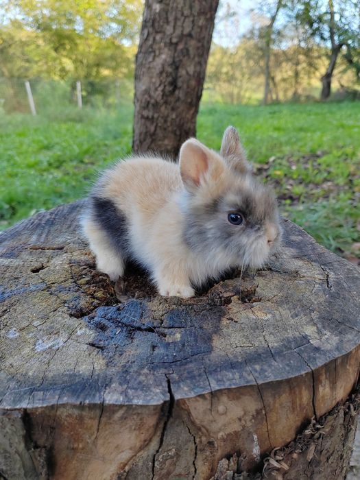 Vând iepuri Cap de leu