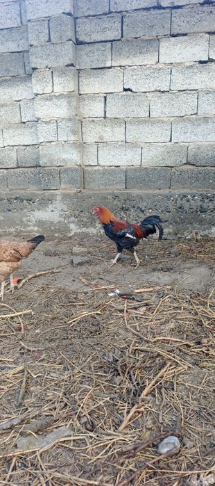 Xuroz sotaman  3 ta  yaxshi soglom