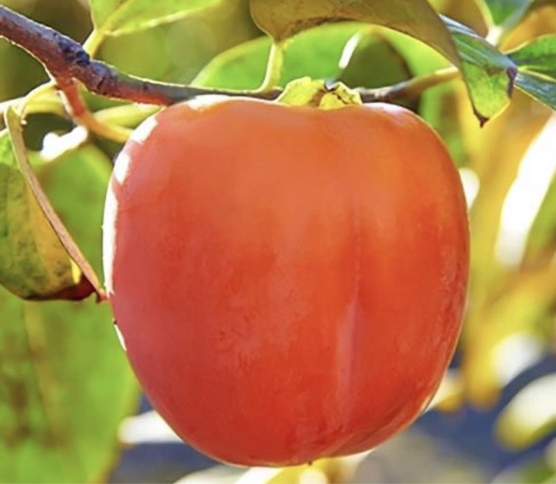 Kaki rosseyanka si alte soiuri rezistente la ger