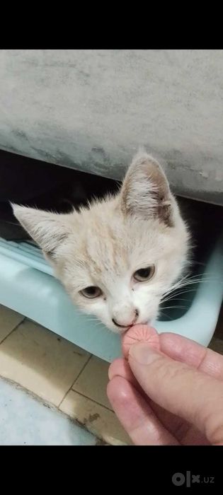 Продаются даром котята