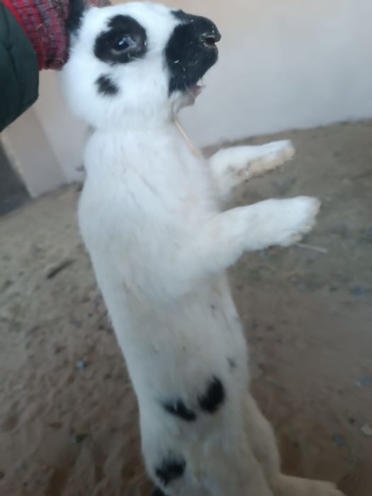 Қоян сатылады әр түрлі