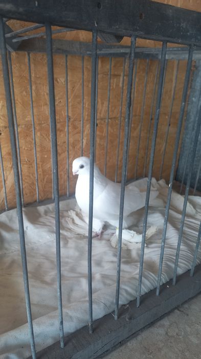 Голуби в Павлодаре