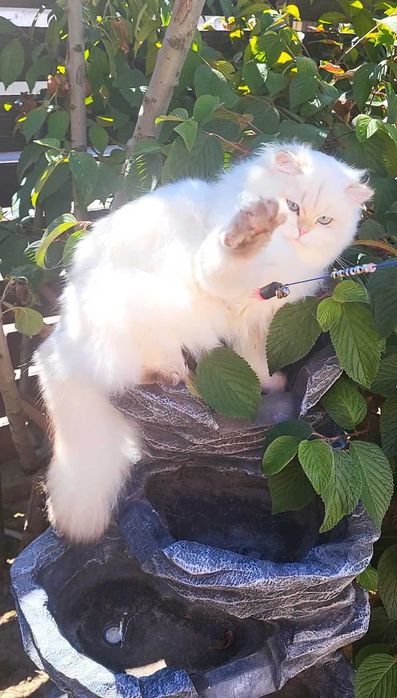 Fetita British Longhair alba cu ochi albastri - linie selecta