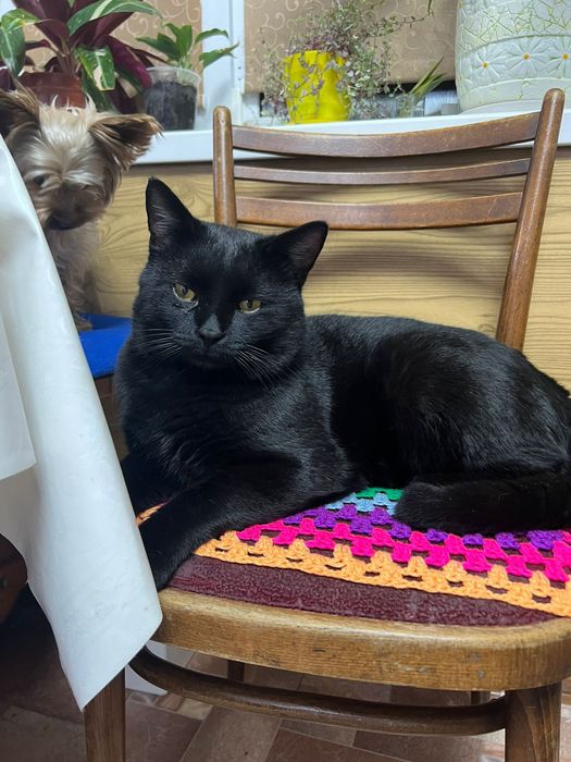 Одам кота в хорошие руки