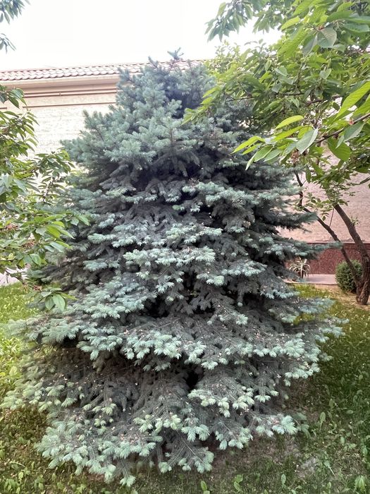 Бельгийская голубая ель