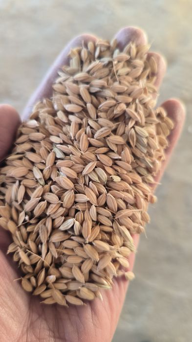 АПАЛОН шоли уруги сотилади!