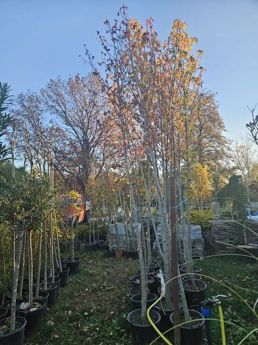 Tuia  leilandii plante  la comanda