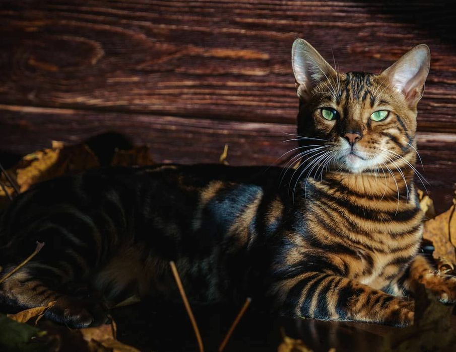 Леопардовые КОТЯТА!