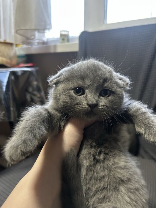 Котята британские,короткошерстные