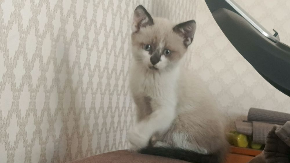 Котёнок мальчик доставкой бесплатно