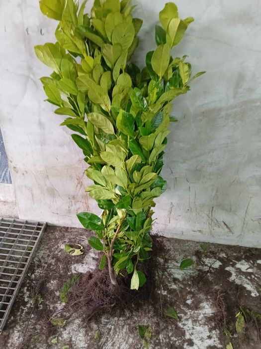 Vând laur englezesc 90-100 cm. 15 lei bucata