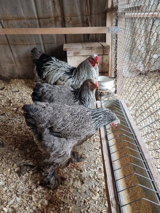 Vănd pui de găină din rasa Brahma 4 varietăți și Wyandotte