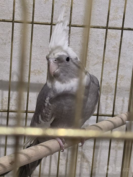 Корелла, волнистые попугаи