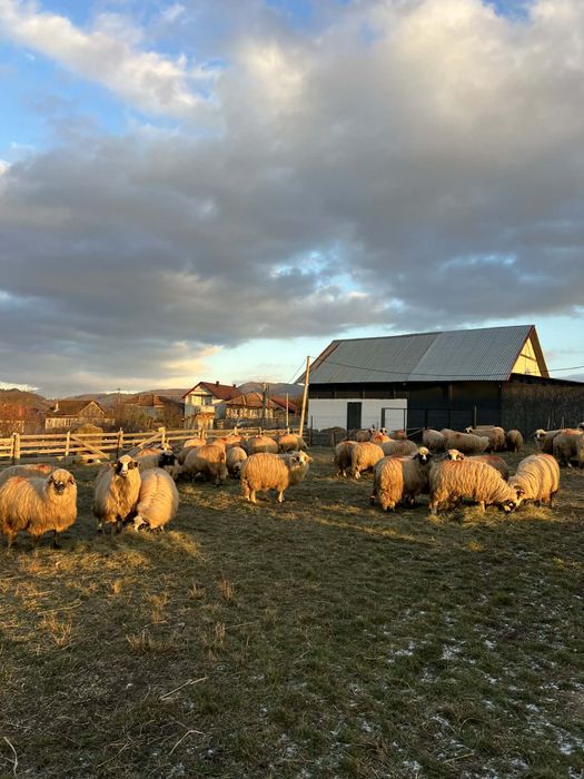Vănd oi breze originale de tinut